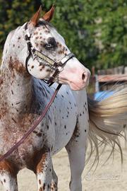 Stallone Appaloosa Leopard