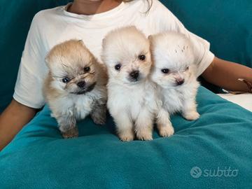 Cuccioli Spitz di Pomerania
