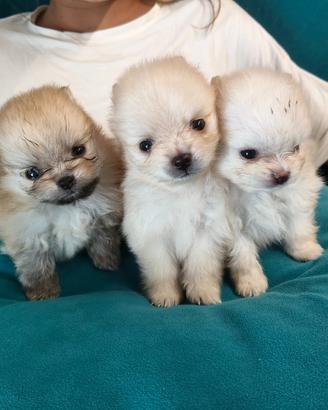 Cuccioli Spitz di Pomerania