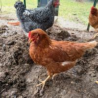 Gallina ovaiola rossa isa brown