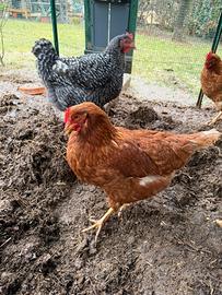 Gallina ovaiola rossa isa brown