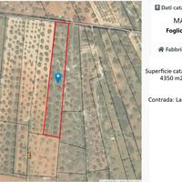 Terreno agricolo uliveto Sava