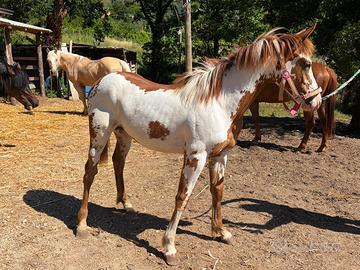 Puledro paint overo