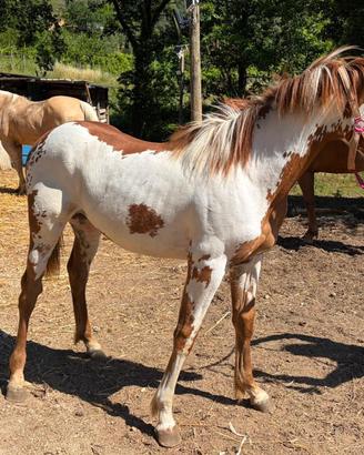 Puledro paint overo