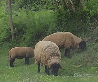 Suffolk