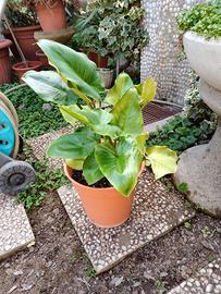 Calla colore bianco