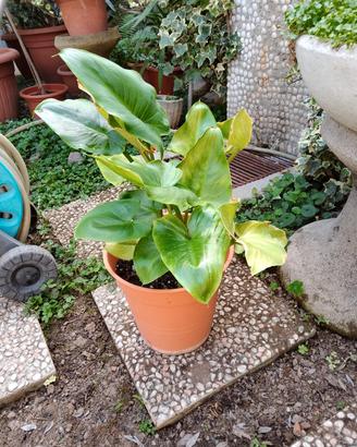 Calla colore bianco