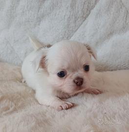 cuccioli chihuahua