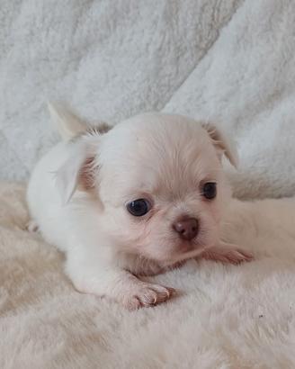 cuccioli chihuahua