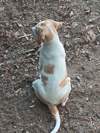 Cuccioli di Boxer/Amstaff