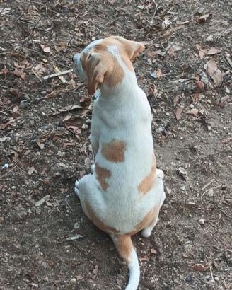 Cuccioli di Boxer/Amstaff