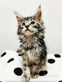 Maine Coon