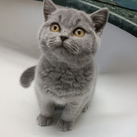 Cuccioli British shorthair