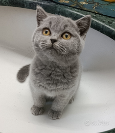 Cuccioli British shorthair