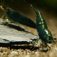 Gamberi e gamberetti ornamentali per acquario