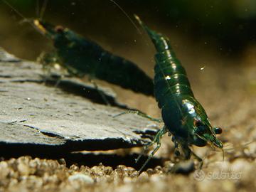 Gamberi e gamberetti ornamentali per acquario