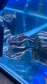 Platydoras pesce pulitore da fondo