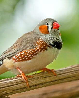 Bengalini e non solo