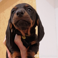 Cuccioli bassotti tedeschi nero focato