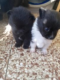 Pomerania spiz toy