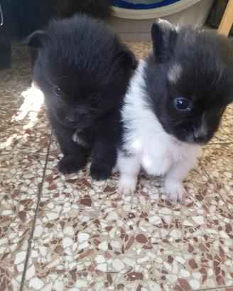 Pomerania spiz toy