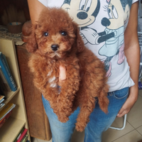 Barboncini rossi e albicocca nani e toy