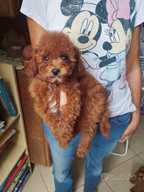 Barboncini rossi e albicocca nani e toy