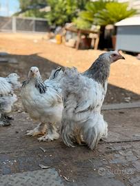 Galline ornamentali