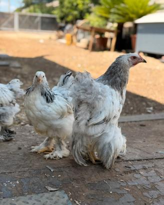 Galline ornamentali