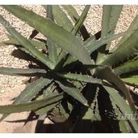 Piante grasse siciliane Agave lophanta