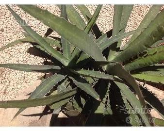 Piante grasse siciliane Agave lophanta