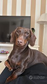 Bassotto nano cioccolato per monta