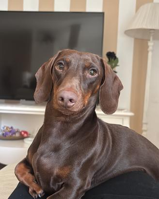 Bassotto nano cioccolato per monta