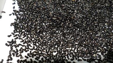 Semi di EVODIA TETRADIUM DANIELLII