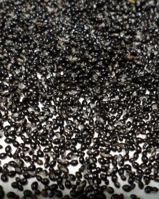 Semi di EVODIA TETRADIUM DANIELLII