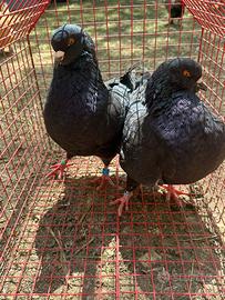 Coppia piccioni king