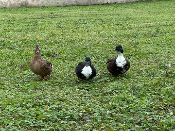 Anatre mignon/ callduck/anatra da richiamo
