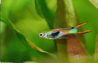 Guppy endler