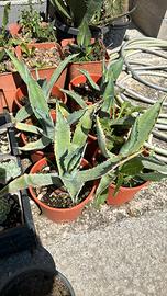 Agave americana "Giant Blue" PIANTE GRASSE CACTUS