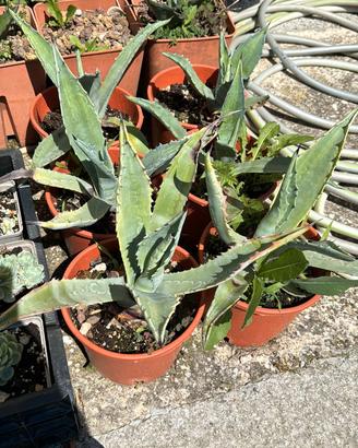 Agave americana "Giant Blue" PIANTE GRASSE CACTUS