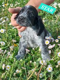 Cocker Spaniel Inglese Cucccioli