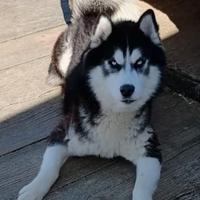Adulti siberian husky in adozione
