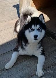 Adulti siberian husky in adozione