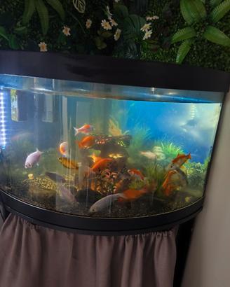 Aquario con pesci