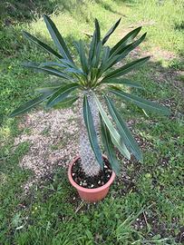 PACHYPODIUM LAMEREI