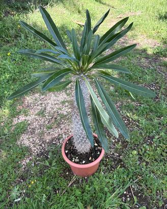 PACHYPODIUM LAMEREI