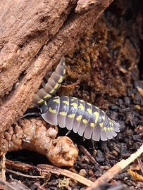 Colonie di onischi - isopodi