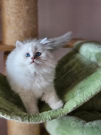 Allevamento Tirabaci British Longhair
