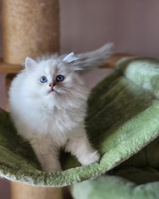 Allevamento Tirabaci British Longhair