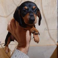 Cuccioline Bassotto Nano